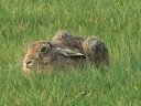 Image of hare on the fell